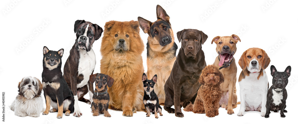 Group of twelve dogs - obrazy, fototapety, plakaty 