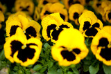 bratki bratek żółte czarne kolorowe kwiatki kwiaty roślina
