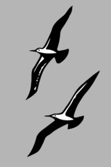 Wall Mural - flying birds silhouette on gray background