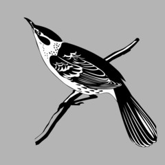Wall Mural - thrush silhouette on gray background