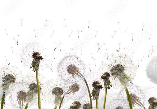 Fototapeta na wymiar field with white dandelions