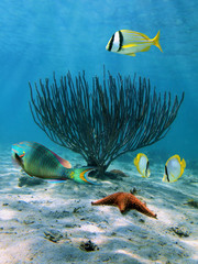 Underwater sea colorful fish with a starfish and sea rod coral on sandy seabed, Caribbean sea