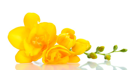 Canvas Print - Beautiful yellow freesia isolated on white