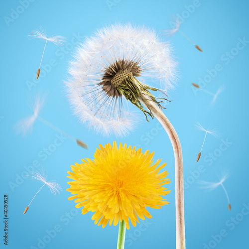 Obraz w ramie Yellow and overblown dandelion on the blue sky