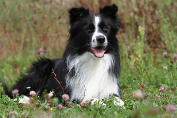 Wall Mural - très belle pose du border collie allongé