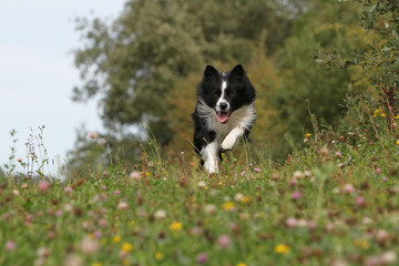 Wall Mural - border collie en course dans la campagne