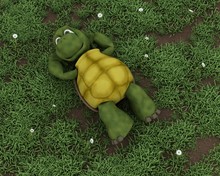 Tortoise Lying On Grass In Flowers