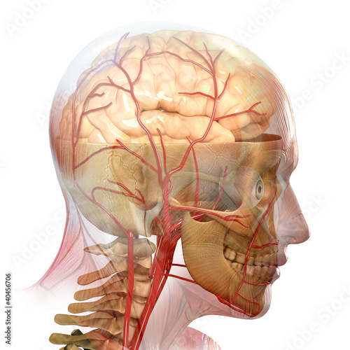 Naklejka - mata magnetyczna na lodówkę anatomy