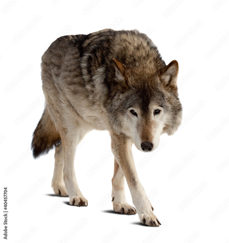 Obraz na płótnie wolf. Isolated over white w salonie