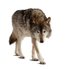 Wolf. Isolated Over White