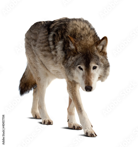 wolf. Isolated over white Wallpaper Mural