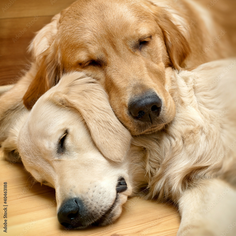 View of two dogs lying - obrazy, fototapety, plakaty 