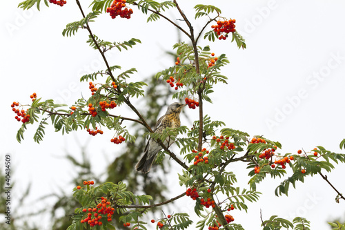 Naklejka ścienna Vogel