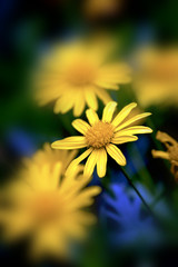 Wall Mural - Daisies