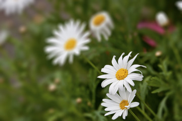 Wall Mural - Daisies