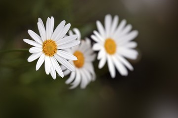 Wall Mural - Daisies