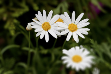 Wall Mural - Daisies