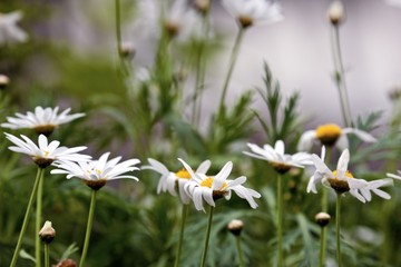 Wall Mural - Daisies