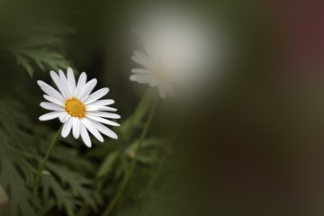 Wall Mural - Daisies