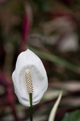 Wall Mural - white flora
