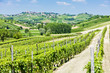 vineyars in Asti Region, Piedmont, Italy