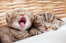 Two Funny Sleeping And Yawning Kittens In Wicker Basket