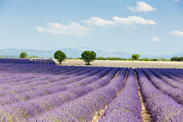 Poster - lavender field, Plateau de Valensole, Provence, France