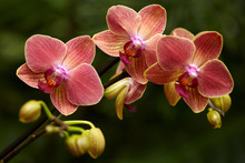 Exotic Orchid