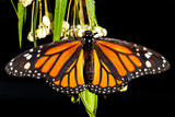 Fototapeta  - Monarch Butterfly (danaus plexippus) feeeding on flowers
