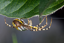 Wasp Spider  (Argiope Bruennichi) In The Foliage