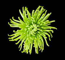 Isolated Green Flower On Black Background.