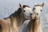 Fototapeta Konie - Funny horses