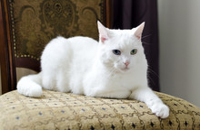 White Cat With Different Eyes Lying On A Chair