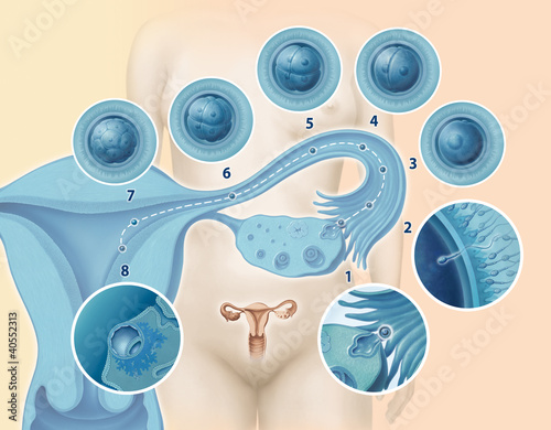 Naklejka dekoracyjna Eisprung, Befruchtung und Einnistung der Eizelle