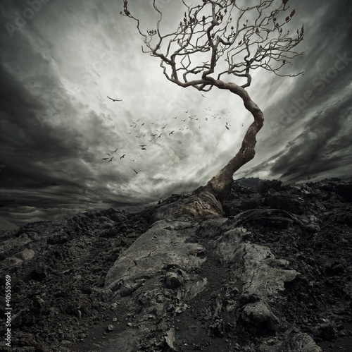 Fototapeta dla dzieci Dramatic sky over old lonely tree.