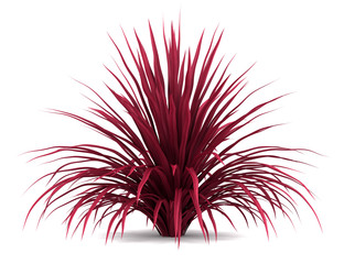Wall Mural - cabbage tree bush isolated on white background
