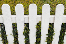 Fence With Hedge