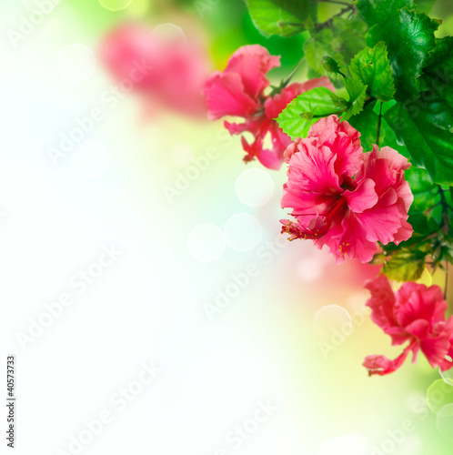 Naklejka nad blat kuchenny Hibiscus Flower border Design over white