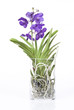 orchidée vanda dans pot en verre cylindrique