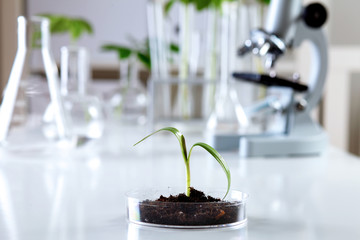 Wall Mural - Green plants in biology laborotary