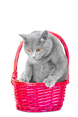 Wall Mural - British blue cat sitting in pink basket on isolated white