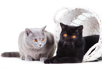 Wall Mural - British blue and Black Persian cats playing on isolated white