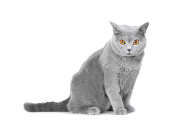 Wall Mural - young British blue cat sitting on isolated white