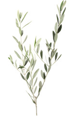 olive branch on white, clipping path included