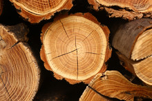 Tree Stump Background