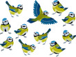 Flock of blue tits isolated over white background