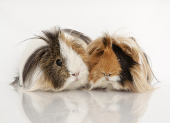 Guinea pig