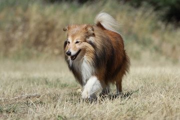 belle démarche du chien de berger shetland