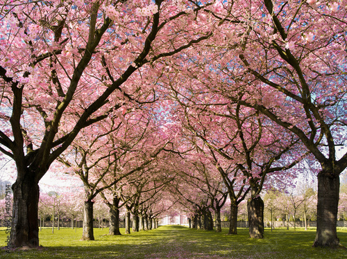 japanische Yoshino Kirsche - 40587514