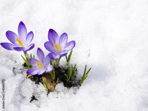 Naklejka na szybę crocuses in snow